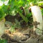 White Radish, Raphanus Sativus Seed 2000 PCS, Bai Luobo