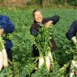 White Radish, Raphanus Sativus Seed 2000 PCS, Bai Luobo