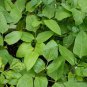 Yardlong Bean, Vigna Unguiculata Seed 500 PCS, Wu Jia Dou