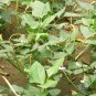 Yardlong Bean, Vigna Unguiculata Seed 500 PCS, Wu Jia Dou