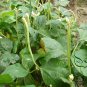 Yardlong Bean, Vigna Unguiculata Seed 500 PCS, Wu Jia Dou
