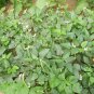 Yardlong Bean, Vigna Unguiculata Seed 500 PCS, Wu Jia Dou