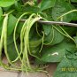 Yardlong Bean, Vigna Unguiculata Seed 500 PCS, Wu Jia Dou