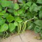 Yardlong Bean, Vigna Unguiculata Seed 500 PCS, Wu Jia Dou