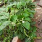 Yardlong Bean, Vigna Unguiculata Seed 500 PCS, Wu Jia Dou