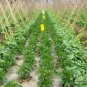 Yellow Sugar Pepper, Capsicum Annuum Seed 2000 PCS, Bell Pepper Huang Tian Jiao