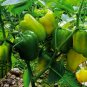 Yellow Sugar Pepper, Capsicum Annuum Seed 2000 PCS, Bell Pepper Huang Tian Jiao