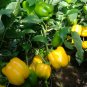 Yellow Sugar Pepper, Capsicum Annuum Seed 2000 PCS, Bell Pepper Huang Tian Jiao