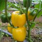 Yellow Sugar Pepper, Capsicum Annuum Seed 2000 PCS, Bell Pepper Huang Tian Jiao