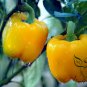 Yellow Sugar Pepper, Capsicum Annuum Seed 2000 PCS, Bell Pepper Huang Tian Jiao