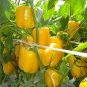 Yellow Sugar Pepper, Capsicum Annuum Seed 2000 PCS, Bell Pepper Huang Tian Jiao