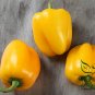 Yellow Sugar Pepper, Capsicum Annuum Seed 2000 PCS, Bell Pepper Huang Tian Jiao