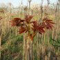 Toona Sinensis, Chinese Toon Seed 2000 PCS, Red Toon Xiangchun