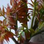 Toona Sinensis, Chinese Toon Seed 2000 PCS, Red Toon Xiangchun