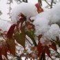 Toona Sinensis, Chinese Toon Seed 2000 PCS, Red Toon Xiangchun