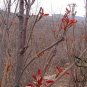 Toona Sinensis, Chinese Toon Seed 2000 PCS, Red Toon Xiangchun