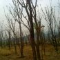 Toona Sinensis, Chinese Toon Seed 2000 PCS, Red Toon Xiangchun