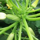 Summer Squash, Cucurbita Pepo Seed 300 PCS, Xihulu