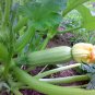 Summer Squash, Cucurbita Pepo Seed 300 PCS, Xihulu