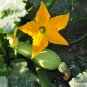 Summer Squash, Cucurbita Pepo Seed 300 PCS, Xihulu