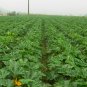 Summer Squash, Cucurbita Pepo Seed 300 PCS, Xihulu