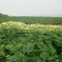 Summer Squash, Cucurbita Pepo Seed 300 PCS, Xihulu