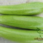 Summer Squash, Cucurbita Pepo Seed 300 PCS, Xihulu