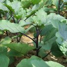 Solanum Melongena, Guinea Squash Eggplant Seed 2000 PCS, Zi Qiezi