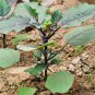 Solanum Melongena, Guinea Squash Eggplant Seed 2000 PCS, Zi Qiezi