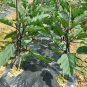 Solanum Melongena, Guinea Squash Eggplant Seed 2000 PCS, Zi Qiezi