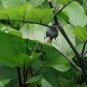 Solanum Melongena, Guinea Squash Eggplant Seed 2000 PCS, Zi Qiezi