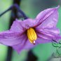 Solanum Melongena, Guinea Squash Eggplant Seed 2000 PCS, Zi Qiezi