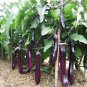 Solanum Melongena, Guinea Squash Eggplant Seed 2000 PCS, Zi Qiezi