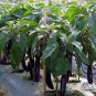 Solanum Melongena, Guinea Squash Eggplant Seed 2000 PCS, Zi Qiezi