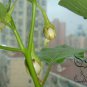 Solanum Melongena, Egg Guinea Squash Seed 2000 PCS, Jidan Qie