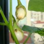 Solanum Melongena, Egg Guinea Squash Seed 2000 PCS, Jidan Qie