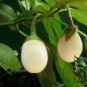 Solanum Melongena, Egg Guinea Squash Seed 2000 PCS, Jidan Qie