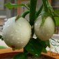 Solanum Melongena, Egg Guinea Squash Seed 2000 PCS, Jidan Qie