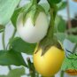 Solanum Melongena, Egg Guinea Squash Seed 2000 PCS, Jidan Qie