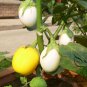 Solanum Melongena, Egg Guinea Squash Seed 2000 PCS, Jidan Qie