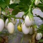Solanum Melongena, Egg Guinea Squash Seed 2000 PCS, Jidan Qie