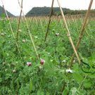 Snow Peas, Pisum Sativum Seed 300 PCS, Pea He Lan Dou