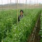 Snow Peas, Pisum Sativum Seed 300 PCS, Pea He Lan Dou