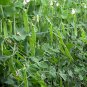 Snow Peas, Pisum Sativum Seed 300 PCS, Pea He Lan Dou