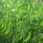 Snow Peas, Pisum Sativum Seed 300 PCS, Pea He Lan Dou