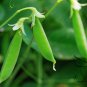Snow Peas, Pisum Sativum Seed 300 PCS, Pea He Lan Dou