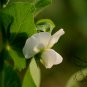 Snow Peas, Pisum Sativum Seed 300 PCS, Pea He Lan Dou