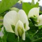 Snow Peas, Pisum Sativum Seed 300 PCS, Pea He Lan Dou