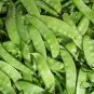 Snow Peas, Pisum Sativum Seed 300 PCS, Pea He Lan Dou