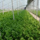 Seasons Celery, Apium Graveolens Seed 2000 PCS, Xi Qin